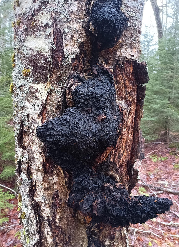 Wild chaga mushroom growing on a Nova Scotia birch tree
